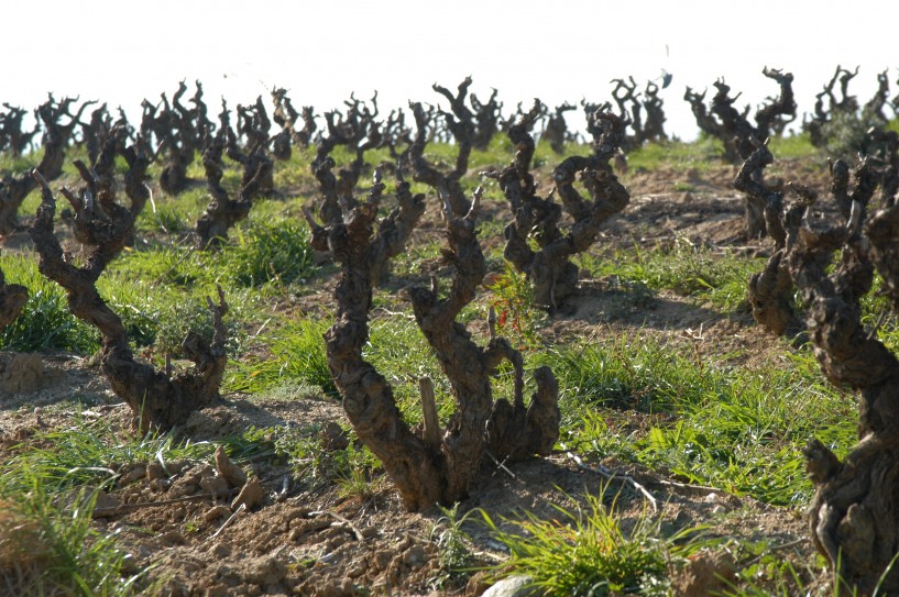 taille en gobelet de la vigne taille en gobelet