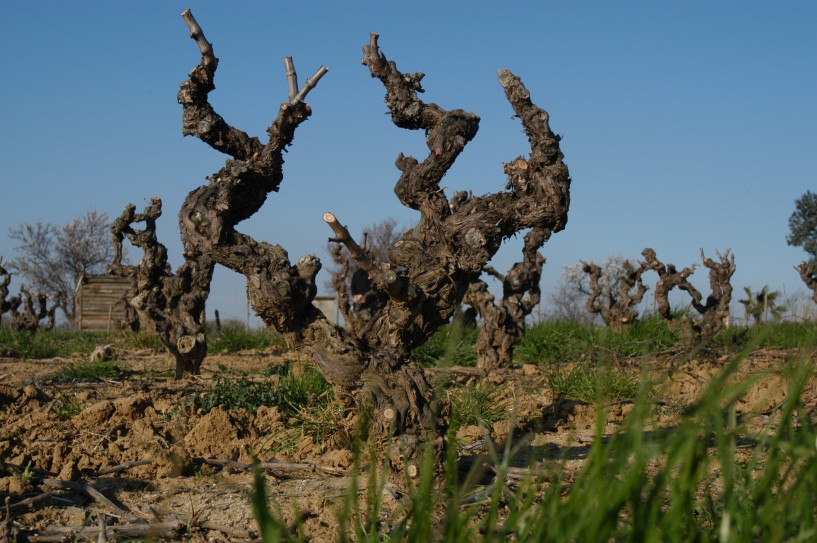 Cap Vintage Rivesaltes millésimés domaine Puig Parahy